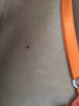 pamelalambert: онлайн-секс-чат