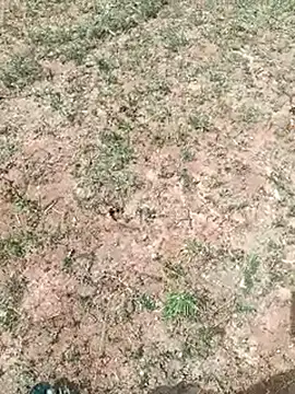 Chat XXX ao vivo de dolphiinn