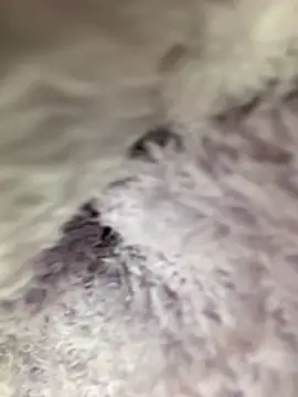 Chatroom XXX en direct de PINO_pino_01