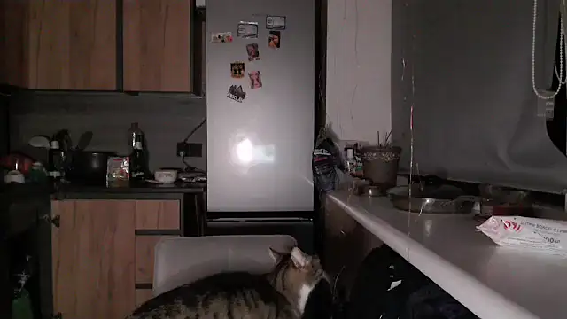 delightful_sofi Live XXX-Chat