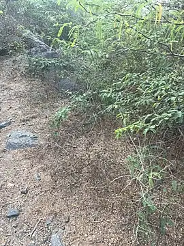 goodboyTelugu Show Webcam