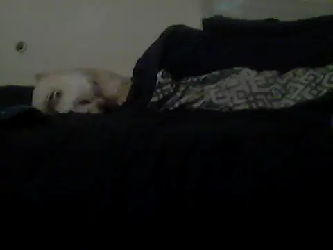 Webkamerová show Silencio26