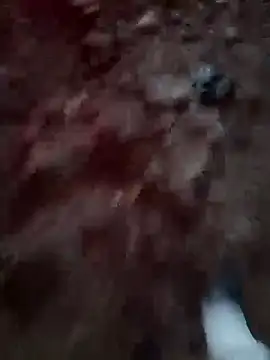 Bengali_BULL1のウェブカメラショー