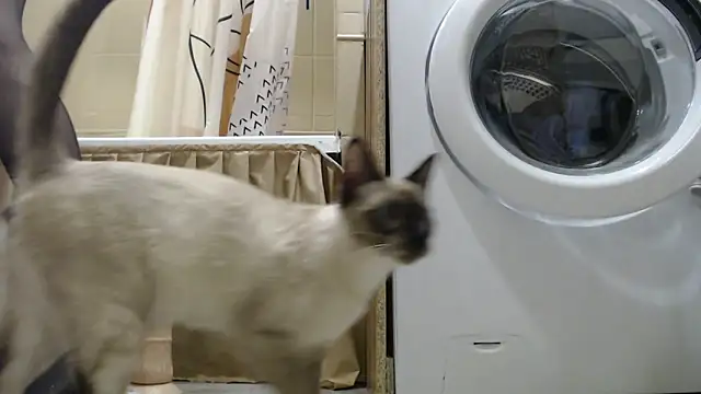 دردشة StasyACXinK الجنسية المباشرة