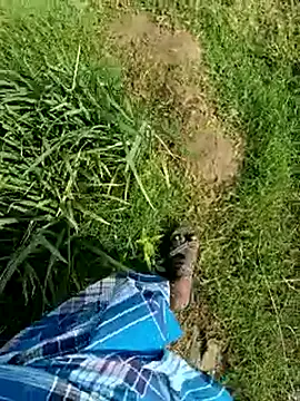 dolphiinn 现场XXX聊天