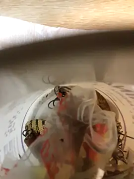 Chat XXX en directo de BobZlasu