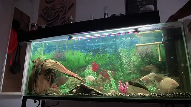 แชท XXX สดของ romeolovedark