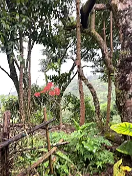 sky-wolves Webcam-Show