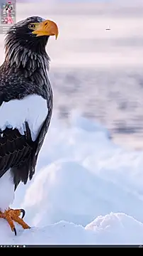 Chat +18 de _Bonnie__ ao vivo