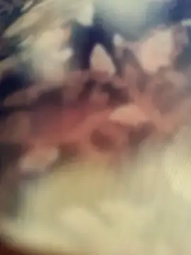 Queen_chayna webkamerás műsora