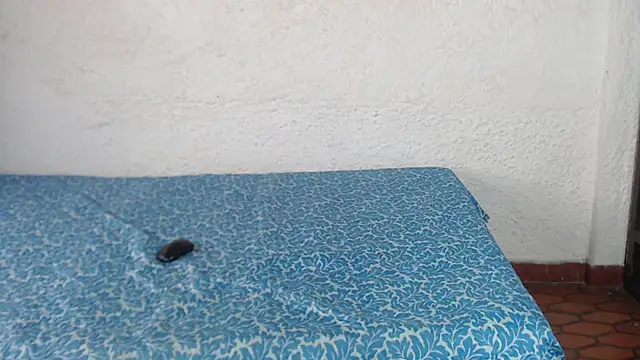 nicol_tobon Obrolan Langsung XXX