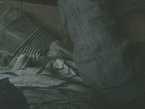 Alphamancum: διαδικτυακό σόου στην κάμερα