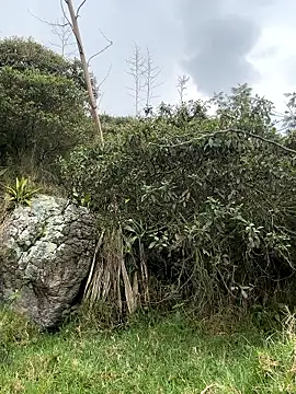 Show de Ryan_ruru na webcam