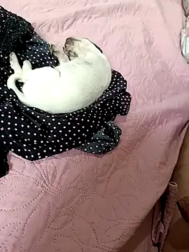 Show de webcam de SIGILOCUIABA