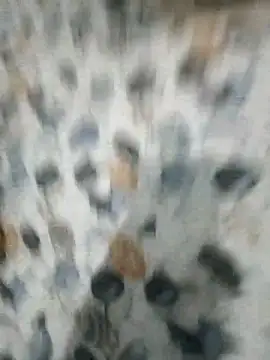 LEOMEGHA2026 Webcam Show