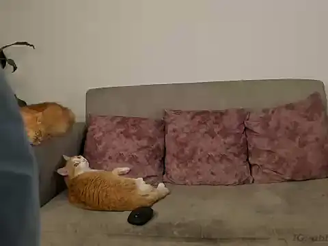 Chat XXX ao vivo de abbey_all