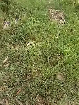 project_xx élő XXX-chatje