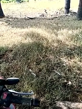 dolphiinn: вебкам-шоу