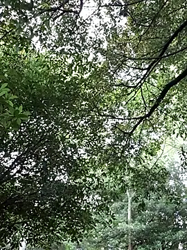 Sembang XXX Secara Langsung Sam_Sara