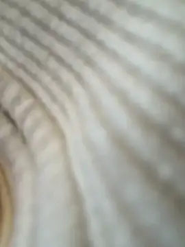 -AngelAri- Obrolan Langsung XXX