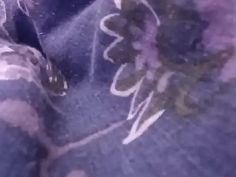 Blkstylion's Webcam Show