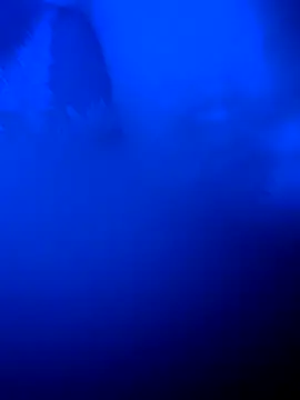 Armyexhibitionistvet Webcam show