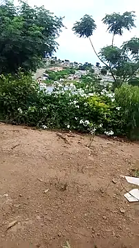 HornyAss_Bitch 即時 XXX 聊天