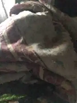 Show modela KingofBigs na web-kameri