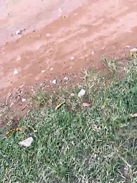 Black-mamba-madingo's Webcam Show