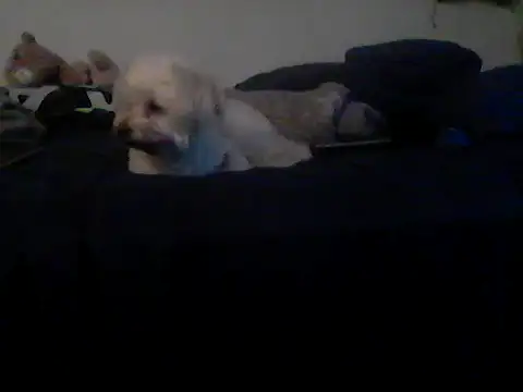 Silencio26 Live XXX Chat