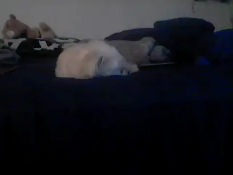 Show Webcam de Silencio26