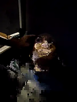 Leaberrry Live XXX Chat