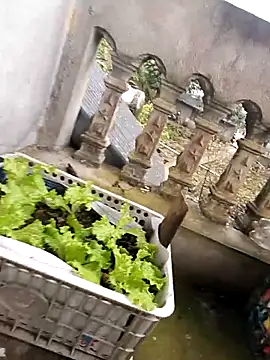 Ami-su: онлайн-секс-чат