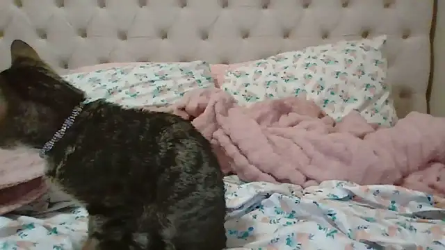 beautylovess' Live XXX Chat