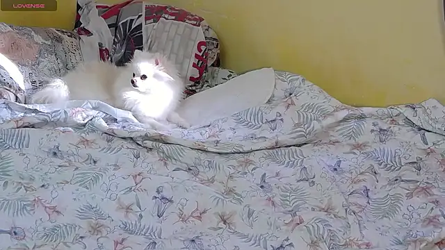 Živý XXX chat CindyJonson