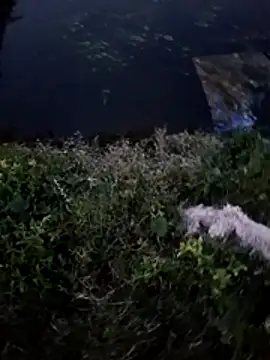 dolphiinn Webcam Show