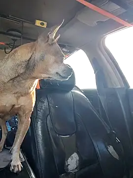 FloppyPickle4u: онлайн-секс-чат