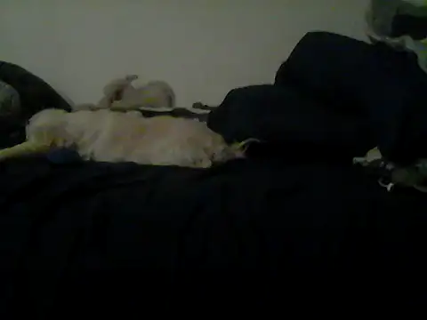 Silencio26's Live XXX Chat