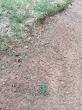 Vuyokaki 网络视讯表演