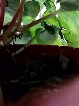 Živý XXX chat Soli9999