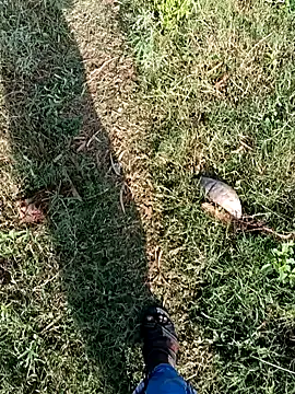 عرض كام dolphiinn