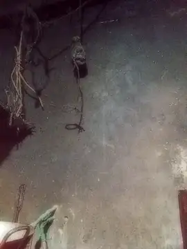 Hoa-tuylip 网络视讯表演