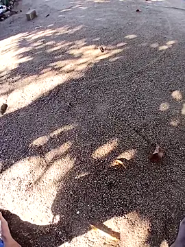 Show de webcam de sfucke