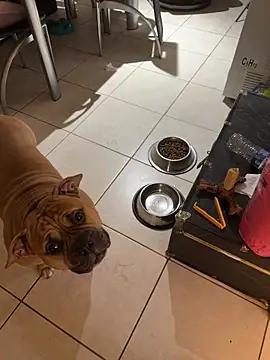 Pokazy przed kamerką – PichyPrettyPussy