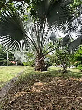 Chat +18 de ray_long222 ao vivo