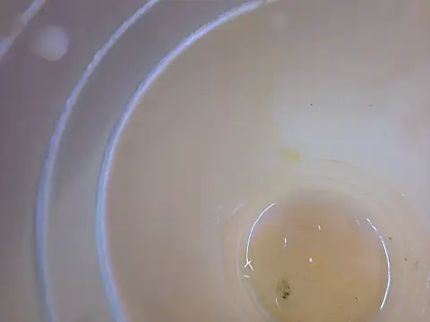 Inxekt 现场XXX聊天