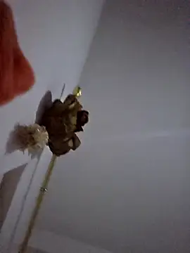 Sembang XXX Secara Langsung altinya