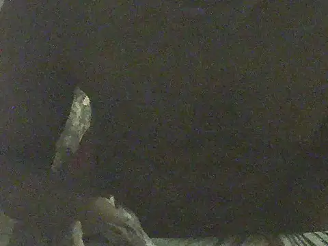 austimmidia's Webcam Show