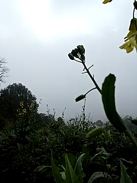 ngan-cute: онлайн-секс-чат