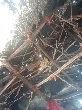 Juhi_Chanwla Webcam show